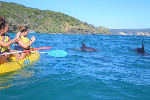 Half-Day Kayak With Dolphins And 4WD Beach Drive From Rainbow Beach - Tourism Townsville 1