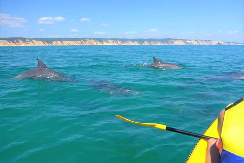 Half-Day Kayak With Dolphins And 4WD Beach Drive From Rainbow Beach - Tourism Townsville 0