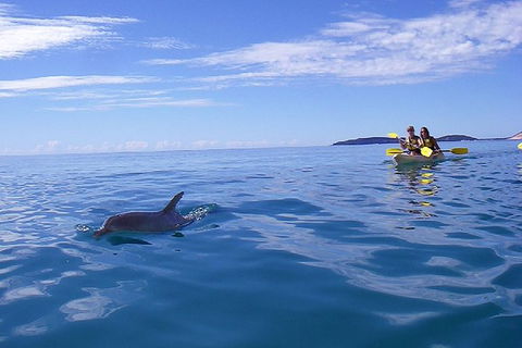 Half-Day Kayak With Dolphins And 4WD Beach Drive From Rainbow Beach - Tourism Townsville 9