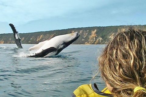 Half-Day Kayak With Dolphins And 4WD Beach Drive From Rainbow Beach - Tourism Townsville 7