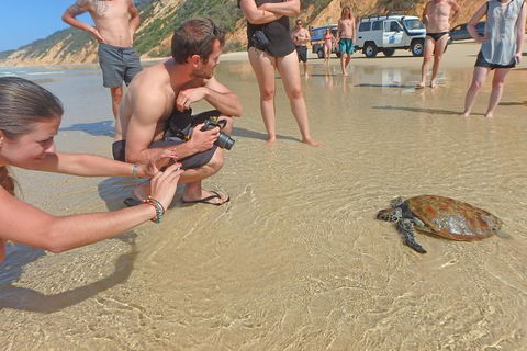 Half-Day Kayak With Dolphins And 4WD Beach Drive From Rainbow Beach - Tourism Townsville 11