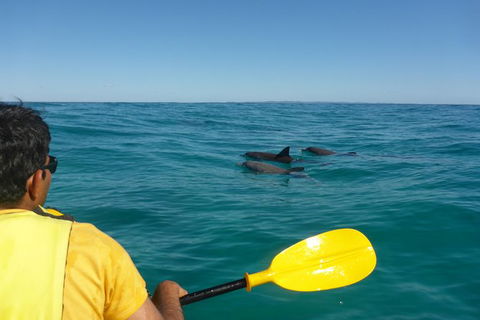 Half-Day Kayak With Dolphins And 4WD Beach Drive From Rainbow Beach - Tourism Townsville 6