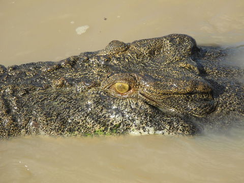 Darwin Jumping Crocodiles Cruise On Adelaide River - Tourism Townsville 4
