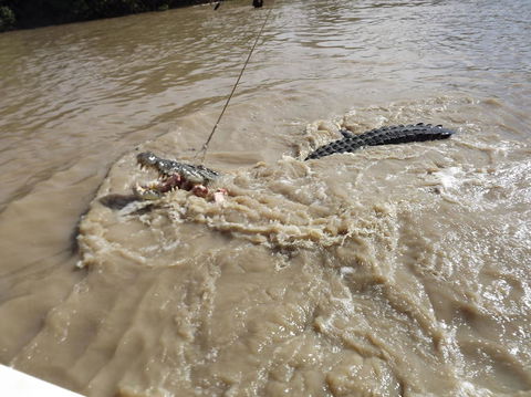Darwin Jumping Crocodiles Cruise On Adelaide River - Tourism Townsville 8
