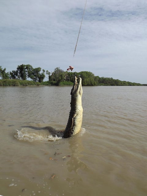 Darwin Jumping Crocodiles Cruise On Adelaide River - Tourism Townsville 2