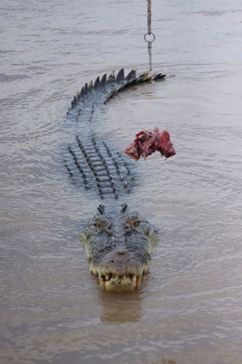 Darwin Jumping Crocodiles Cruise On Adelaide River - Tourism Townsville 7