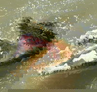 Darwin Jumping Crocodiles Cruise on Adelaide River - Tourism Townsville
