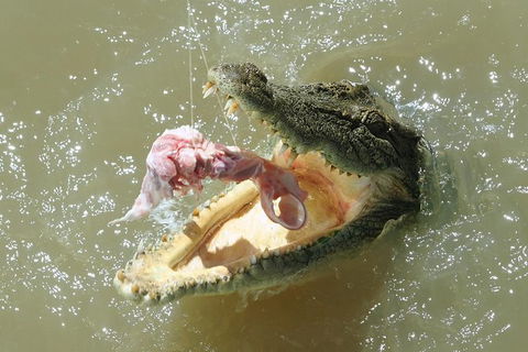Darwin Jumping Crocodiles Cruise On Adelaide River - Tourism Townsville 0