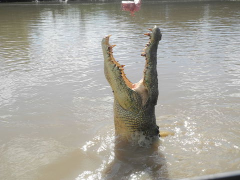 Darwin Jumping Crocodiles Cruise On Adelaide River - Tourism Townsville 5