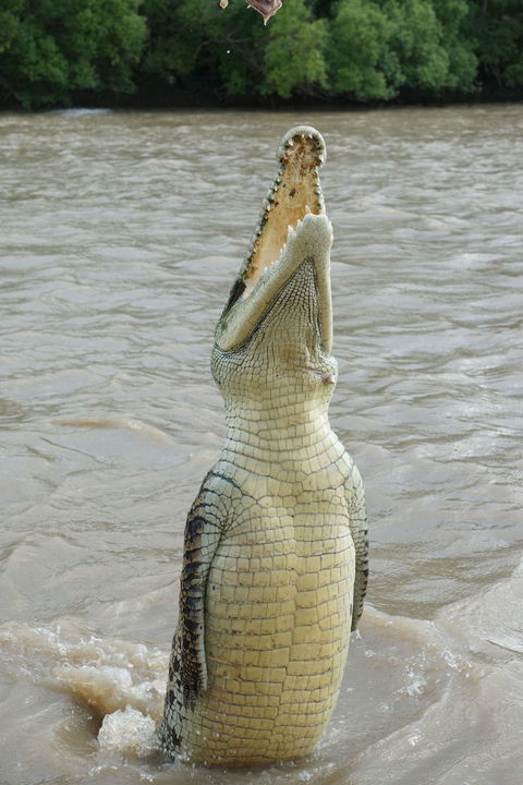 Darwin Jumping Crocodiles Cruise On Adelaide River - Tourism Townsville 6