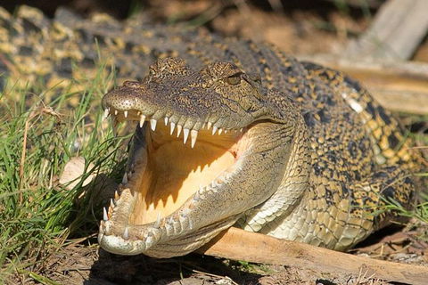 1 Day Corroboree Billabong Wetland Experience Including 2.5 Hour Cruise + Lunch - Tourism Townsville 1
