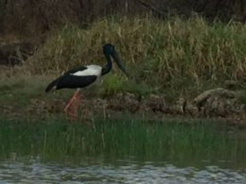 1 Day Corroboree Billabong Wetland Experience Including 2.5 Hour Cruise + Lunch - Tourism Townsville 3