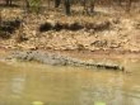 1 Day Corroboree Billabong Wetland Experience Including 2.5 Hour Cruise + Lunch - Tourism Townsville 6