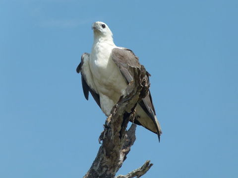 1 Day Corroboree Billabong Wetland Experience Including 2.5 Hour Cruise + Lunch - Tourism Townsville 2