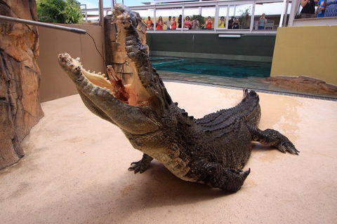 Darwin Hop-on Hop-off Bus Tour - Tourism Townsville 1