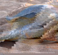 Turtle Tracks Tour to Bare Sand Island from Darwin - Tourism Townsville