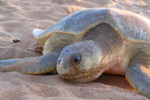 Turtle Tracks Tour To Bare Sand Island From Darwin - Tourism Townsville 0