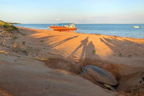 Turtle Tracks Tour To Bare Sand Island From Darwin - Tourism Townsville 4