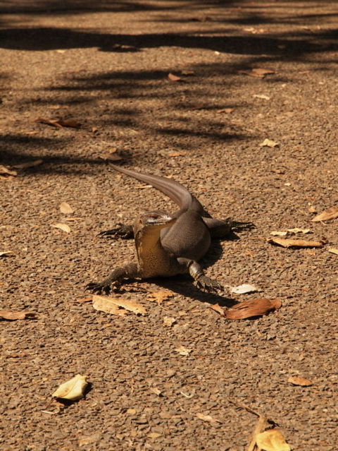 Katherine Day Tour From Darwin Including Katherine Gorge Cruise - Tourism Townsville 9