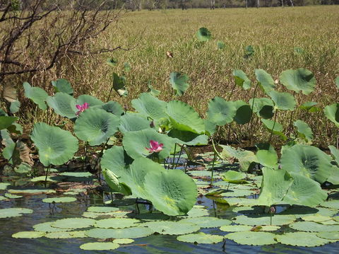 Katherine Day Tour From Darwin Including Katherine Gorge Cruise - Tourism Townsville 15