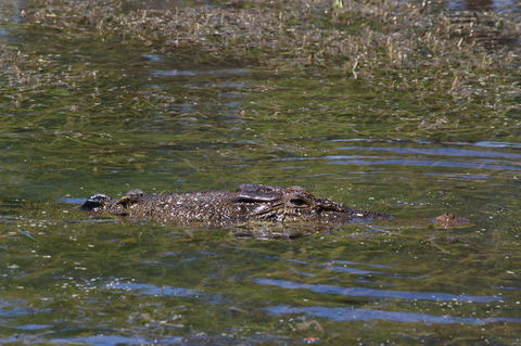 Kakadu, Nourlangie And Yellow Waters Tour From Darwin - Tourism Townsville 16