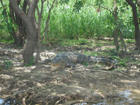 Kakadu, Nourlangie And Yellow Waters Tour From Darwin - Tourism Townsville 21