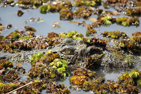 Kakadu, Nourlangie And Yellow Waters Tour From Darwin - Tourism Townsville 17