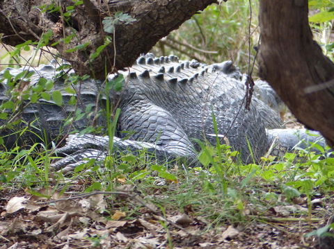 Kakadu, Nourlangie And Yellow Waters Tour From Darwin - Tourism Townsville 13