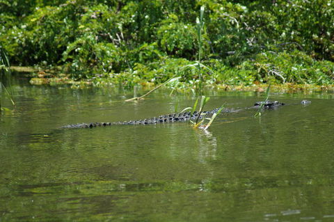 Kakadu, Nourlangie And Yellow Waters Tour From Darwin - Tourism Townsville 4