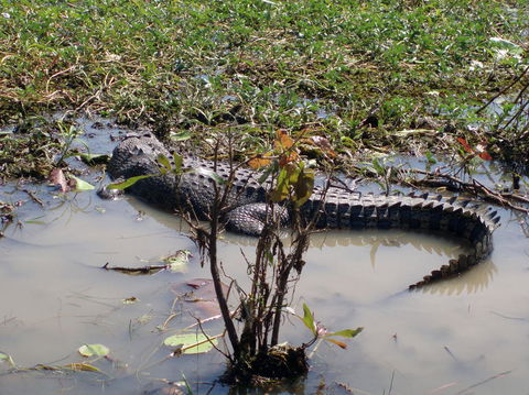 Kakadu, Nourlangie And Yellow Waters Tour From Darwin - Tourism Townsville 19