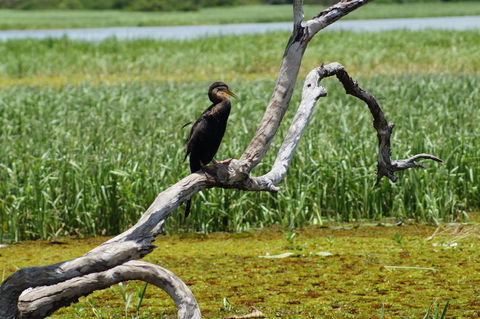 Kakadu, Nourlangie And Yellow Waters Tour From Darwin - Tourism Townsville 2