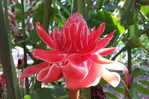 Walk The Darwin Botanic Gardens - Tourism Townsville 5