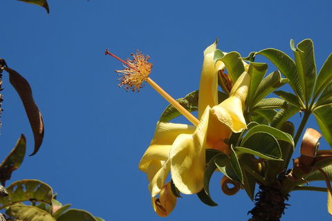 Walk The Darwin Botanic Gardens - Tourism Townsville 6
