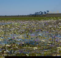 230pm Safari Cruise 1.5 Hours - Tourism Townsville