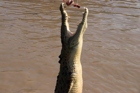 Litchfield Dreams 1 Day National Park Waterfall Swimming & Jumping Croc Cruise - Tourism Townsville 1