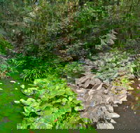 Brindle Creek Walking Track - Tourism Townsville