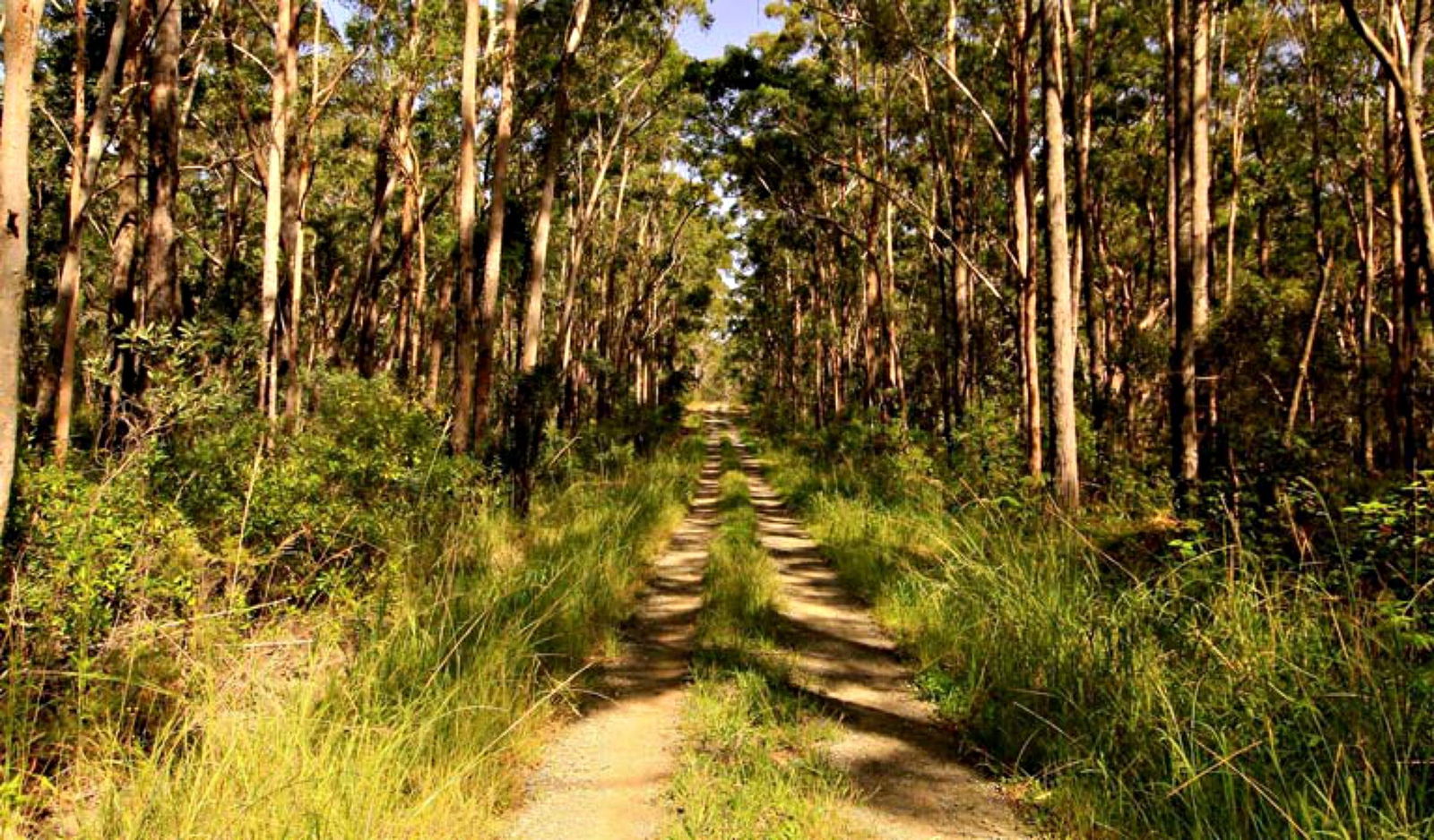 Yagon NSW Tourism Townsville