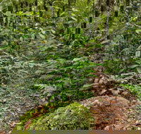 Red Cedar Loop - Tourism Townsville