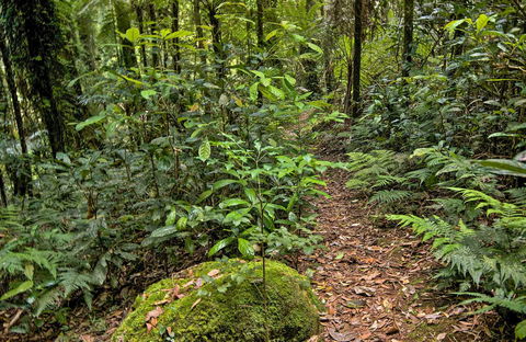Red Cedar Loop - Tourism Townsville 0