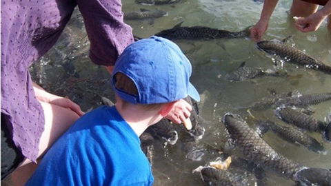 Aquascene - Tourism Townsville 0