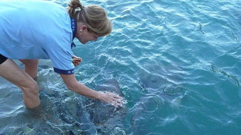 Aquascene - Tourism Townsville 2
