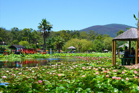 Blue Lotus Water Garden - Tourism Townsville 1