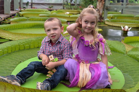 Blue Lotus Water Garden - Tourism Townsville 2