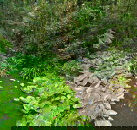 Brindle Creek Picnic Area - Tourism Townsville