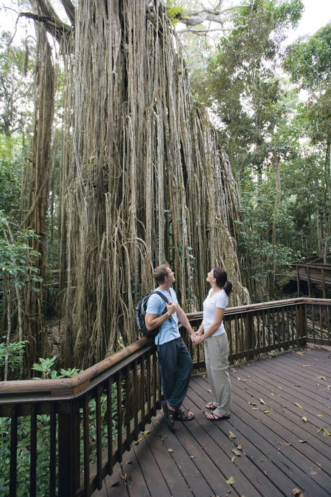 Curtain Fig Tree, Yungaburra - Tourism Townsville 0
