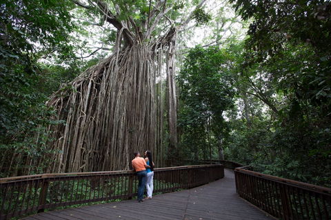 Curtain Fig Tree, Yungaburra - Tourism Townsville 1