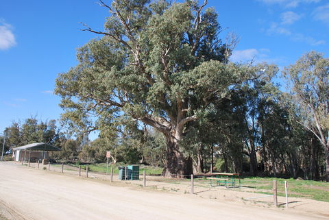 Giant Gum Tree - Tourism Townsville 0