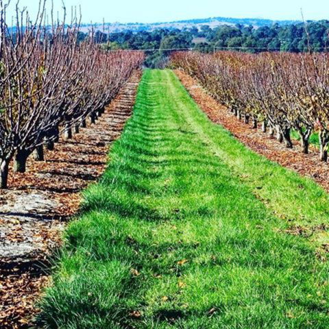Hall Family Orchards - Tourism Townsville 0