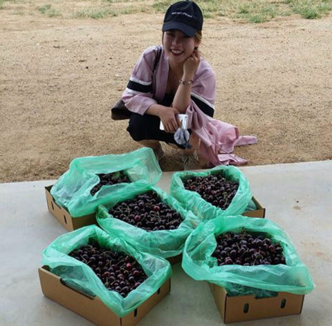 Hall Family Orchards - Tourism Townsville 1