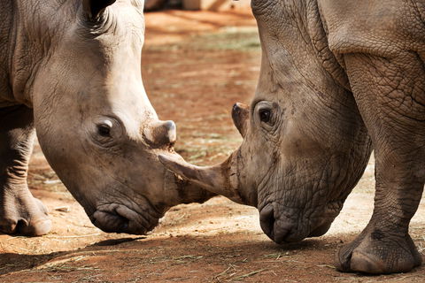 National Zoo & Aquarium - Tourism Townsville 0